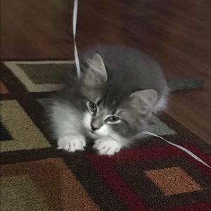 Meet your Posher, Pam